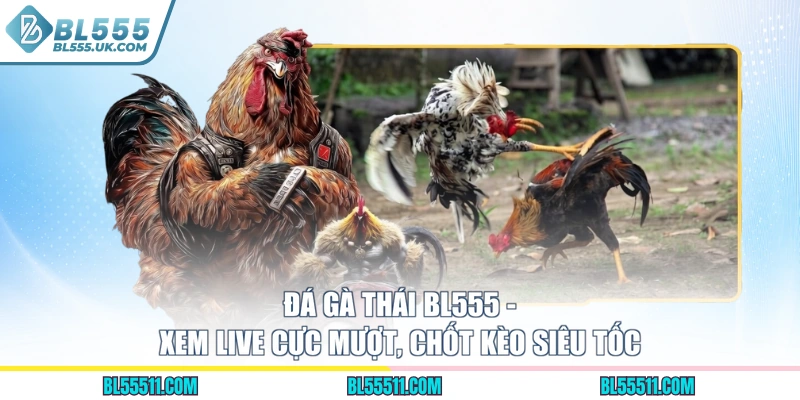 Đá Gà Thái BL555 - Xem Live Cực Mượt, Chốt Kèo Siêu Tốc