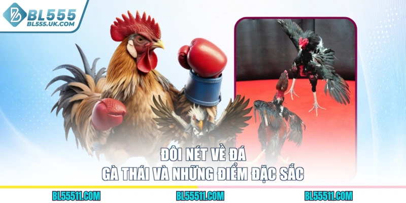 Đôi nét về đá gà Thái và những điểm đặc sắc